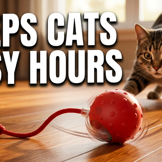 automatic cat ball toy review video